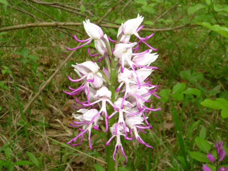 Orchis Simia